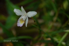 Arundina graminifolia